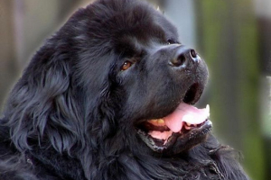 Nowa fundlandia - pies z tajemniczym pochodzeniu